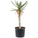 Aloe Dichotoma M 110 cm kamerplant
