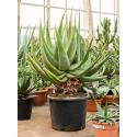 Aloe Ferox 110 cm kamerplant
