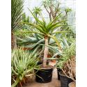 Aloe Golia M 130 cm kamerplant