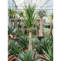 Aloe Hercules 275 cm kamerplant