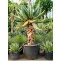 Aloe Marlothii M 180 cm kamerplant