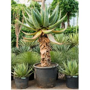 Aloe Marlothii M 180 cm kamerplant