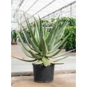Aloe Wickensii Hybrid 100 cm kamerplant