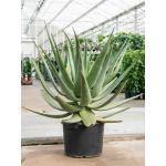 Aloe Wickensii Hybrid 100 cm kamerplant