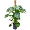 Gatenplant Monstera Deliciosa L 130 cm kamerplant