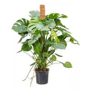 Gatenplant Monstera Deliciosa S 100 cm kamerplant