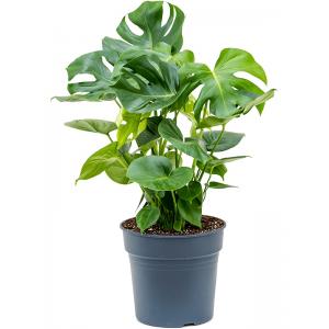 Gatenplant Monstera Deliciosa XS 100 cm kamerplant