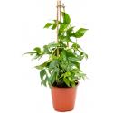 Gatenplant Monstera Minima S 85 cm kamerplant