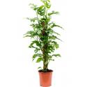 Gatenplant Monstera Minima XS 80 cm kamerplant
