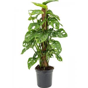 Gatenplant Monstera Obliqua M 60 cm kamerplant