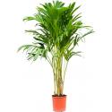 Palm Veitchia Adonidia Merrillii L 160 cm kamerplant