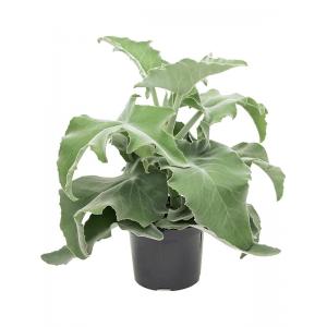 Kalanchoe Beharensis 50 cm kamerplant