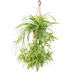Graslelie Chlorophytum Comosum Ocean 60 cm hangplant