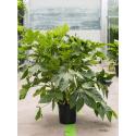 Vingerplant Fatsia Japonica 80 cm kamerplant