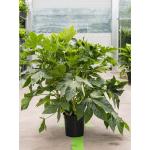 Vingerplant Fatsia Japonica 80 cm kamerplant