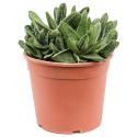 Gasteria Little Warty S 25 cm kamerplant