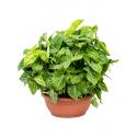 Syngonium Arrow 55 cm kamerplant