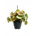 Syngonium Neon 60 cm hangplant