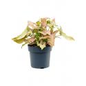 Syngonium Regina Red 35 cm kamerplant