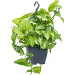 Syngonium White Butterfly 60 cm hangplant