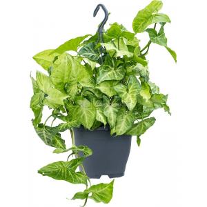 Syngonium White Butterfly 60 cm hangplant