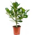 Clusia Rosea Green Magic 50 cm kamerplant