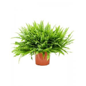 Krulvaren Nephrolepis Exaltata Green Lady M 60 cm kamerplant