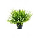 Krulvaren Nephrolepis Exaltata Green Lady S 60 cm hangplant