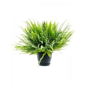 Plantenwinkel.nl Krulvaren Nephrolepis Exaltata Green Lady S 60 cm hangplant