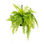 Krulvaren Nephrolepis Exaltata Tiger Fern S 50 cm hangplant