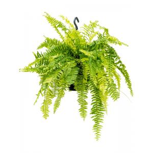 Krulvaren Nephrolepis Exaltata Tiger Fern S 50 cm hangplant