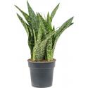 Sansevieria Masoniana Dragon L 80 cm kamerplant