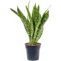 Sansevieria Masoniana Dragon M 80 cm kamerplant