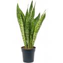 Sansevieria Masoniana Dragon S 70 cm kamerplant