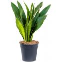 Sansevieria Trifasciata Jade L 70 cm kamerplant