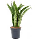 Sansevieria Trifasciata Jade M 65 cm kamerplant