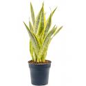 Sansevieria Trifasciata Lauren L 70 cm kamerplant
