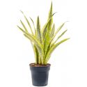 Sansevieria Trifasciata Lauren M 65 cm kamerplant
