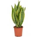 Sansevieria Trifasciata Lauren XS 50 cm kamerplant