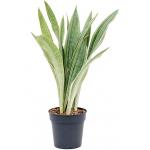 Sansevieria Trifasciata Metallica L 65 cm kamerplant