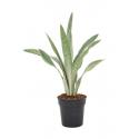 Sansevieria Trifasciata Metallica M 60 cm kamerplant