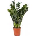 Zamioculcas Zamiifolia Super Nova S 50 cm kamerplant