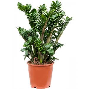 Zamioculcas Zamiifolia Zenzi 70 cm kamerplant