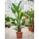 Strelitzia Nicolai L 180 cm kamerplant