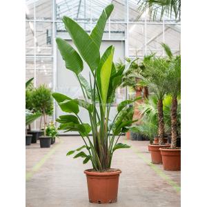 Strelitzia Nicolai L 180 cm kamerplant