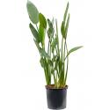 Strelitzia Reginae M 150 cm kamerplant