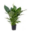 Lepelplant Spathiphyllum Alfetta 90 cm kamerplant