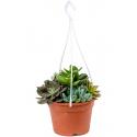 Succulenten Mix in 1 pot kamerplant