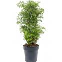 Aralia Polyscias Ming M 80 cm kamerplant