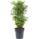 Aralia Polyscias Ming M 80 cm kamerplant